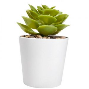 SET DE PLANTAS ALISO personalizada